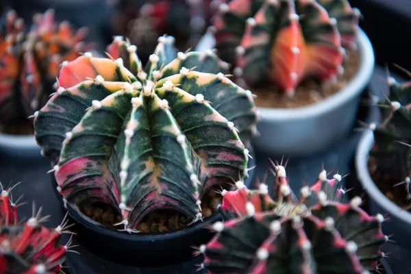 Cactus (Gymno ,Gymnocalycium) and Cactus flowers in cactus garden many size and colors popular use for decorative in house or flower shop