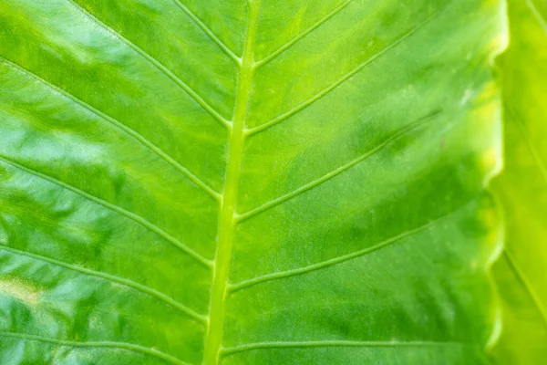 Groene Achtergrond Groene Kleur Van Natuur Plant Blad Milieu Groen — Stockfoto