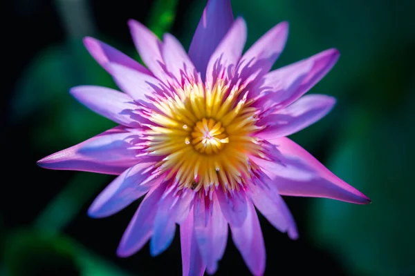 Lotus flower (Lotus, Water-lily, Tropical water-lily or Nymphaea nouchali) white and purple color, Naturally beautiful flowers in the garden