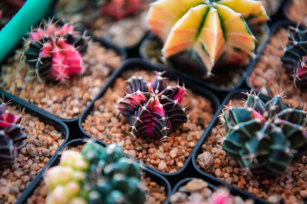 Cactus (Gymno ,Gymnocalycium) and Cactus flowers in cactus garden many size and colors popular use for decorative in house or flower shop