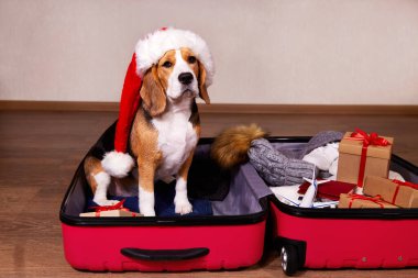 Noel Baba şapkalı bir av köpeği, içinde kışlık giysiler ve evde hediyeler olan bir valizin içinde oturuyor. Bavul hazırlamak, Noel tatili için yolculuk hazırlıkları..