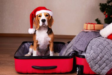 Noel Baba şapkalı bir av köpeği bir bavulun içinde oturuyor ve Noel gezisine hazırlanıyor. Yüksek kalite fotoğraf