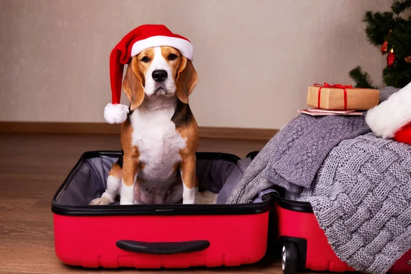Noel Baba şapkalı bir av köpeği bir bavulun içinde oturuyor ve Noel gezisine hazırlanıyor. Yüksek kalite fotoğraf