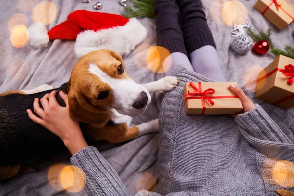 Das Mädchen hält eine Geschenkbox in der Hand und streichelt einen Beagle-Hund. — Stockfoto