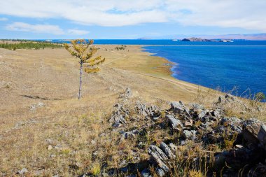  Baykal Gölü kıyısında sarı bir tarla kuşu. Sonbahar manzarası. Alışveriş merkezi denizi, Kurma. Yüksek kalite fotoğraf.