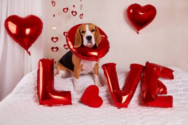 Av köpeği, aşk ve kalp balonlarıyla süslenmiş bir odada bir yatakta oturuyor.. 