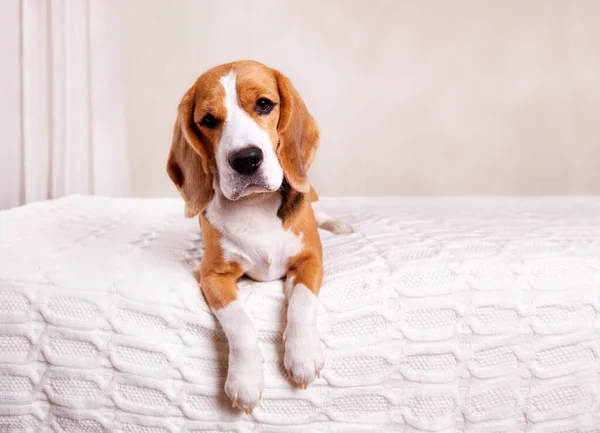 Lindo Perro Beagle Está Acostado Cama Sobre Una Manta Blanca — Foto de Stock