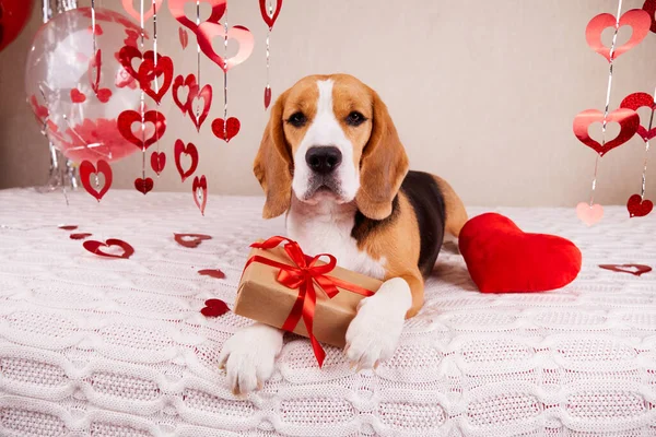 A beagle dog with a gift and a red heart on the bed. The room is decorated with helium balloons and festive decor. Postcard with a pet for valentine\'s day, wedding, birthday.