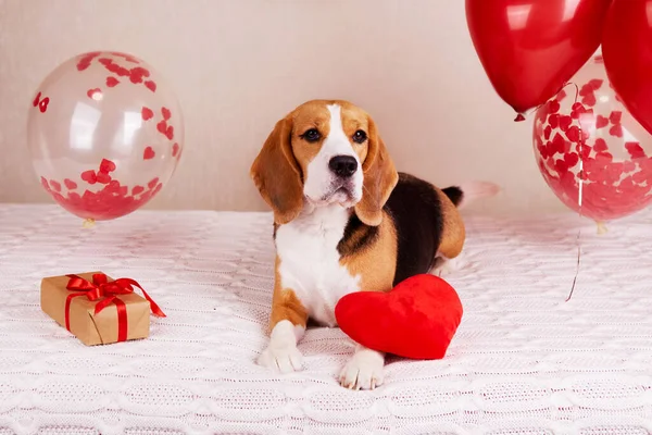 Бігль Собака Ліжку Червоне Серце Кімната Прикрашена Повітряними Кулями Подарунком — стокове фото