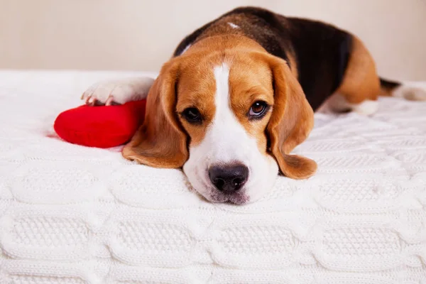 Lindo Perro Beagle Cama Una Almohada Roja Del Corazón Una — Foto de Stock