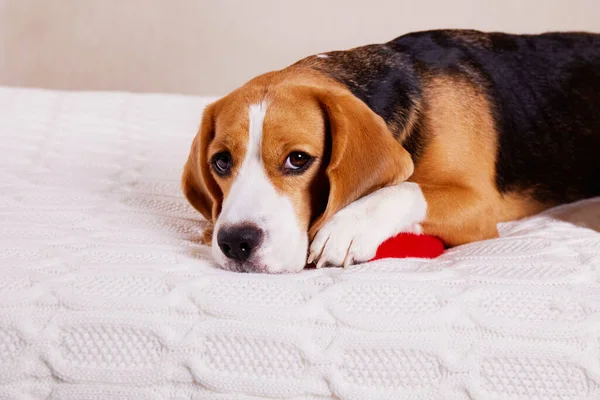 Un lindo perro beagle en la cama en manta blanca — Foto de Stock