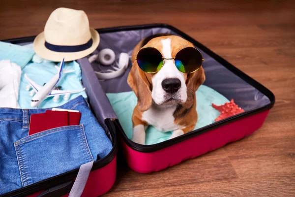 Cão Beagle Usando Óculos Sol Uma Mala Aberta Com Coisas — Fotografia de Stock