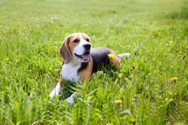 Şirin köpek av köpeği, güneşli bir günde, yaz çayırında yeşil çimlerin üzerinde uzanıyor..