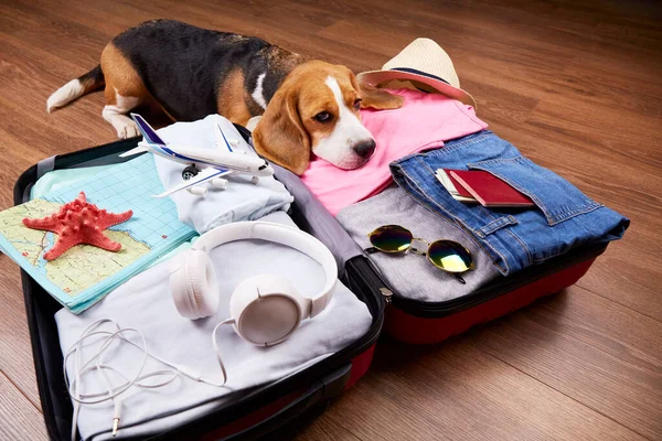 Een Beagle Dog Ligt Een Open Koffer Met Spullen Accessoires — Stockfoto