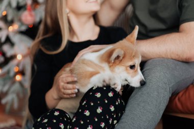 Küçük, güzel bir Corgi köpeği sahibinin kollarında oturuyor.