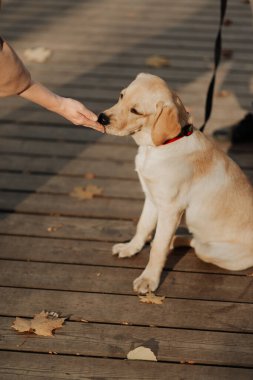 Sahipleri güzel köpeklerini beyaz labrador 'la besliyor.