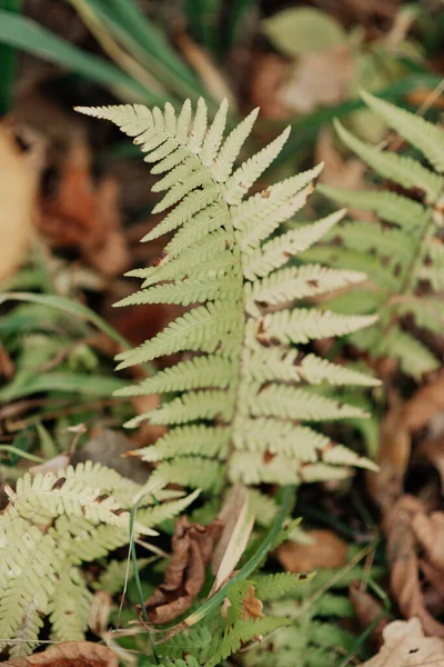 Helecho Verde Cerca Bosque Otoño — Foto de Stock