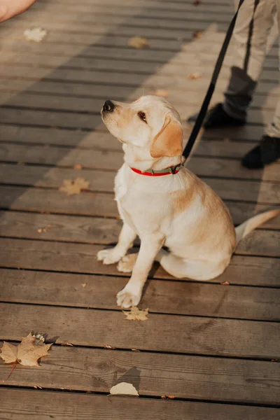 Beautiful Little Puppy Walks Leash His Owners Royalty Free Stock Photos