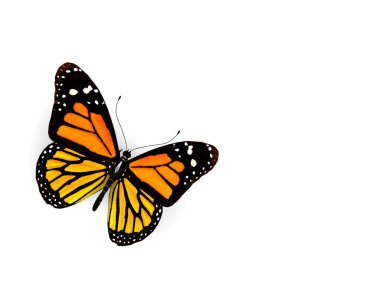 beyaz izole kelebek.