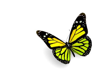 Kelebek beyaz arkaplanda izole.