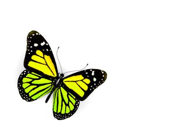 beyaz izole kelebek.