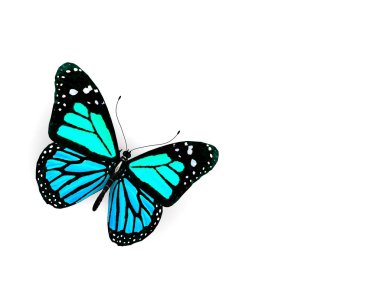 beyaz izole kelebek.