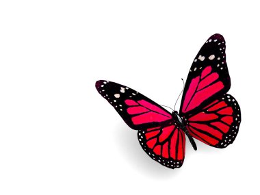 beyaz izole kelebek.