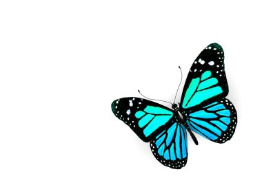 tekerlek üzerinde beyaz izole