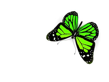 beyaz izole kelebek.