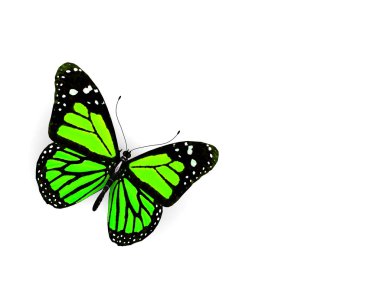 beyaz izole kelebek.