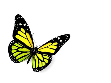 beyaz izole kelebek.