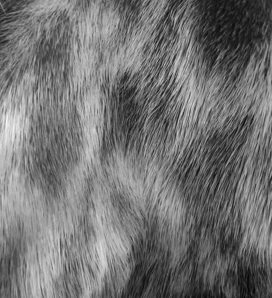 Genuine animal fur texture for fashion industry