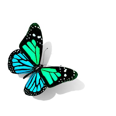 beyaz izole kelebek.