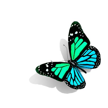 beyaz izole kelebek.