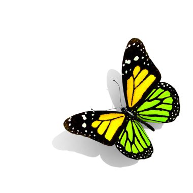 beyaz izole kelebek.