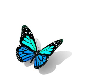 beyaz izole kelebek.