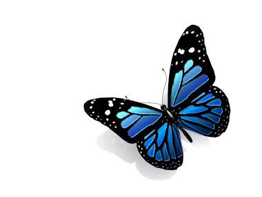 beyaz izole kelebek.