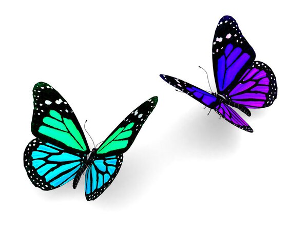 Colorful butterflies design concept