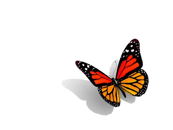 Butterfly isolerad på vit. — Stockfoto