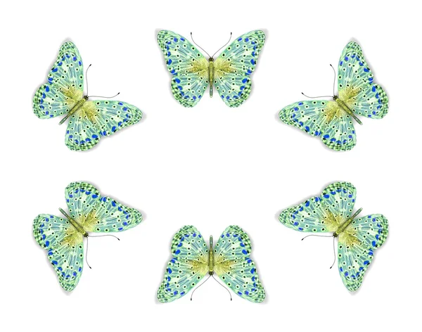 Motýlí izolované na bílém. — Stock fotografie