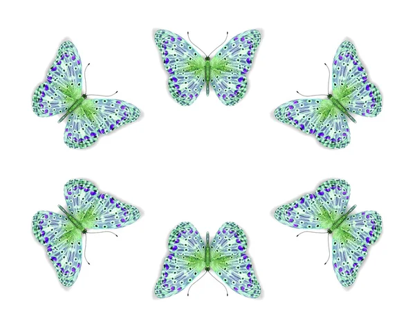 나비의 흰색 절연. — 스톡 사진