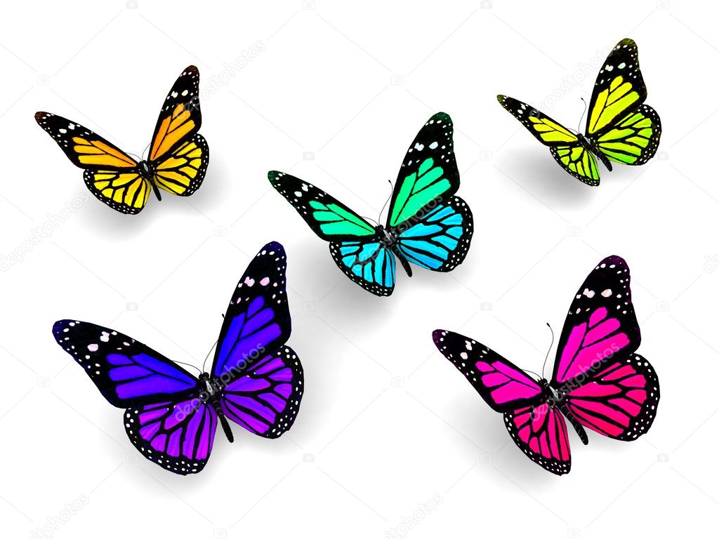 Colorful butterflies design concept
