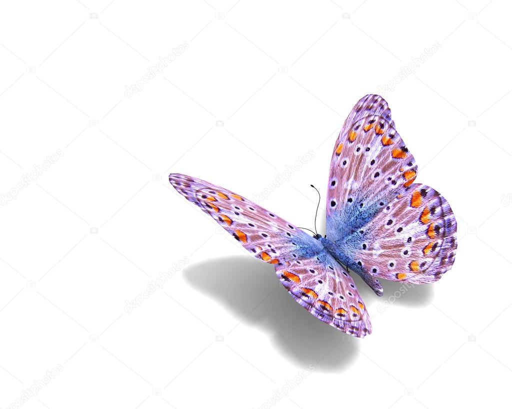 Butterfly isolated on white.