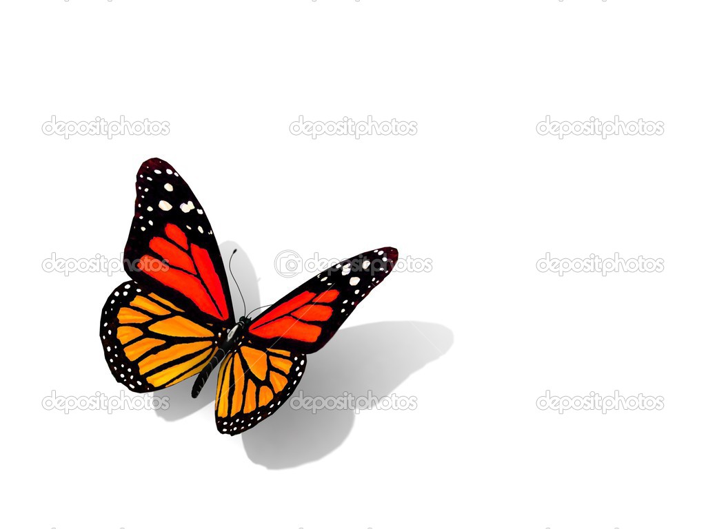 Butterfly isolated on white.