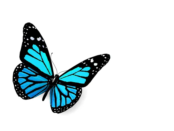 Butterfly isolerad på vit. — Stockfoto