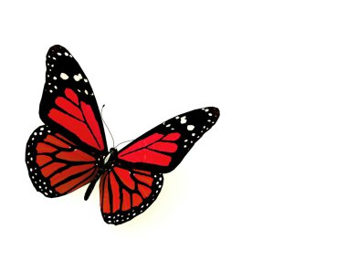 Butterfly isolated on white. clipart