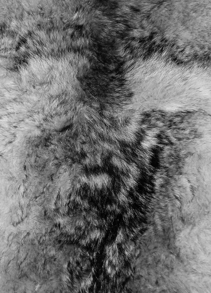 Animal fur. Use for texture or background. — Stock Photo, Image