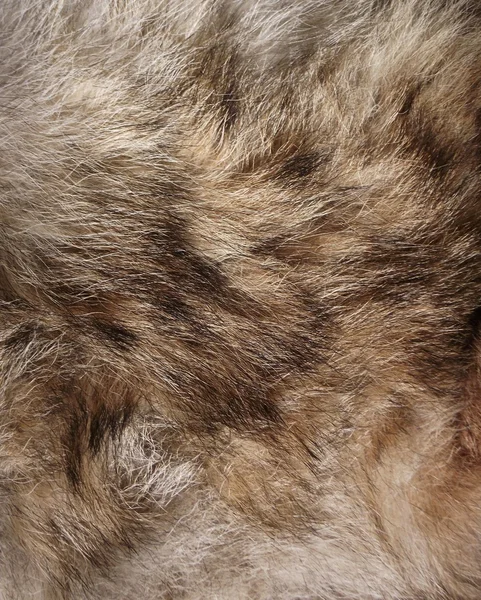Djurs päls. använda för textur eller bakgrund. — Stockfoto