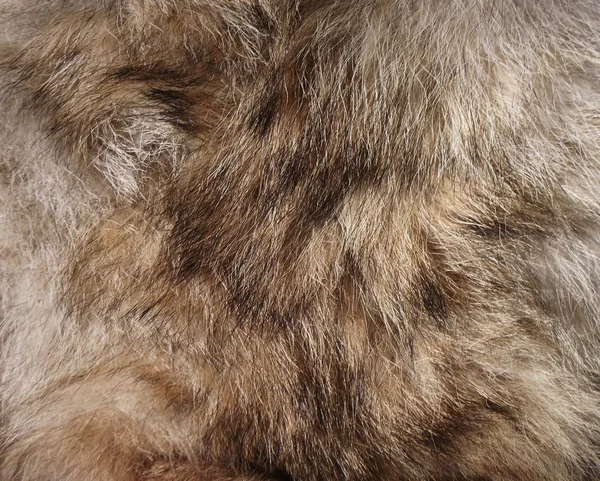 Animal fur. Use for texture or background. — Stock Photo, Image