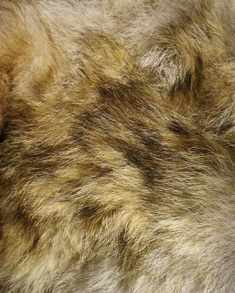 Animal fur. Use for texture or background. — Stock Photo, Image